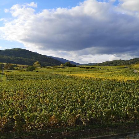 Cocon De Caractere Au Coeur Des Vignes Alsaciennes Daire Bergheim Dış mekan fotoğraf