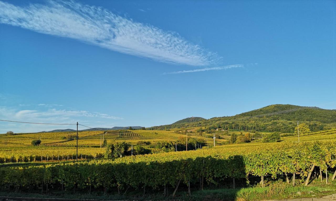 Cocon De Caractere Au Coeur Des Vignes Alsaciennes Daire Bergheim Dış mekan fotoğraf