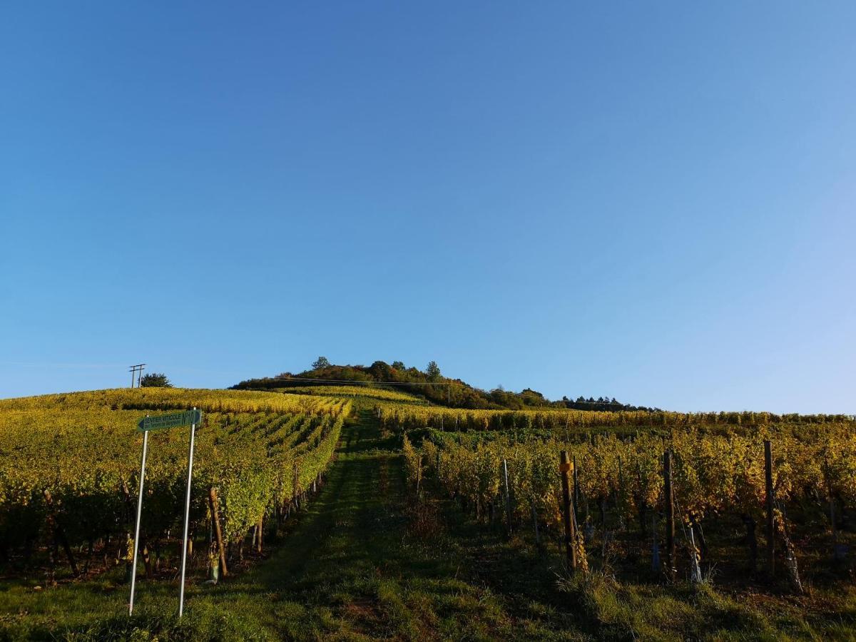Cocon De Caractere Au Coeur Des Vignes Alsaciennes Daire Bergheim Dış mekan fotoğraf
