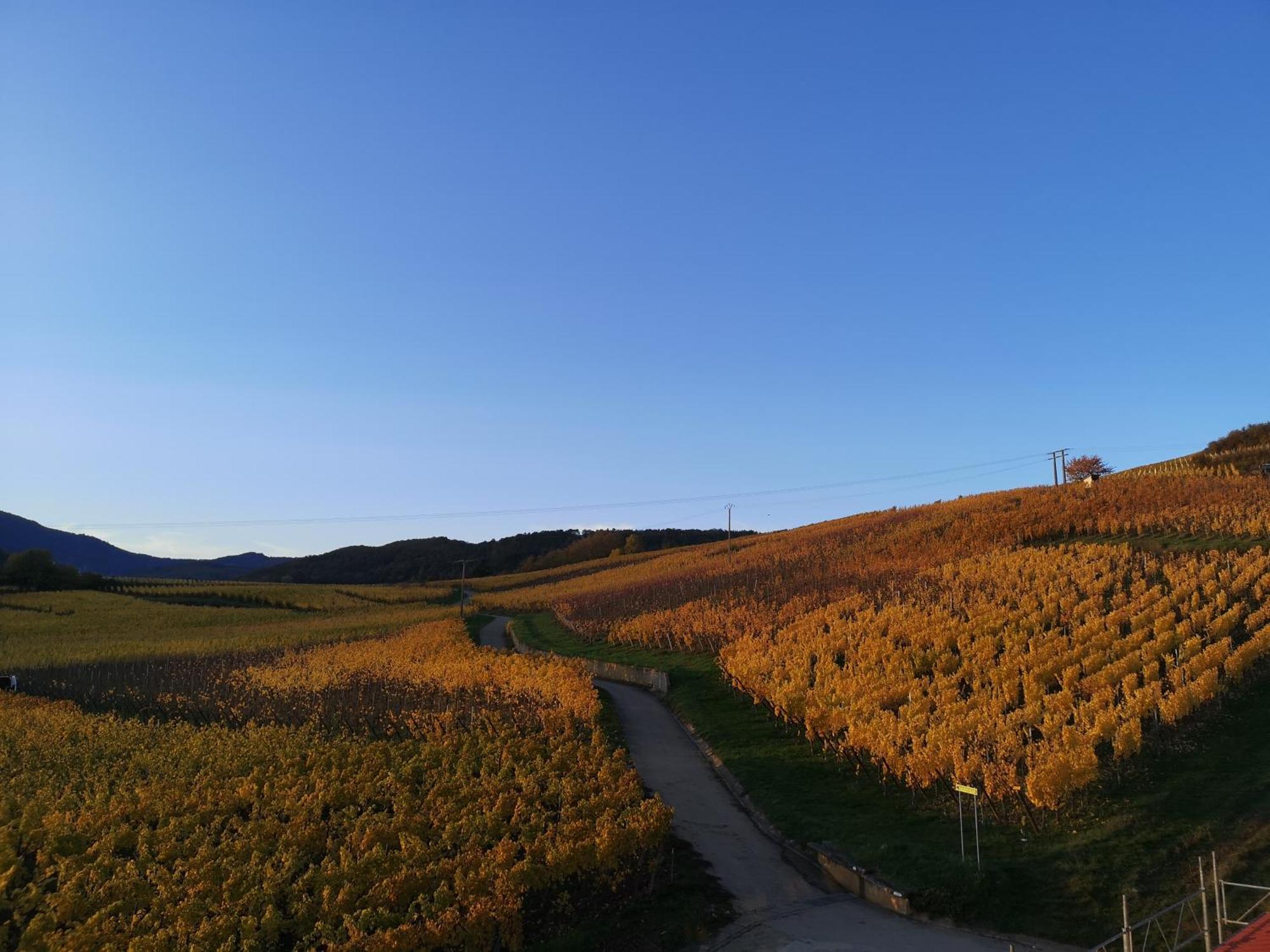 Cocon De Caractere Au Coeur Des Vignes Alsaciennes Daire Bergheim Dış mekan fotoğraf