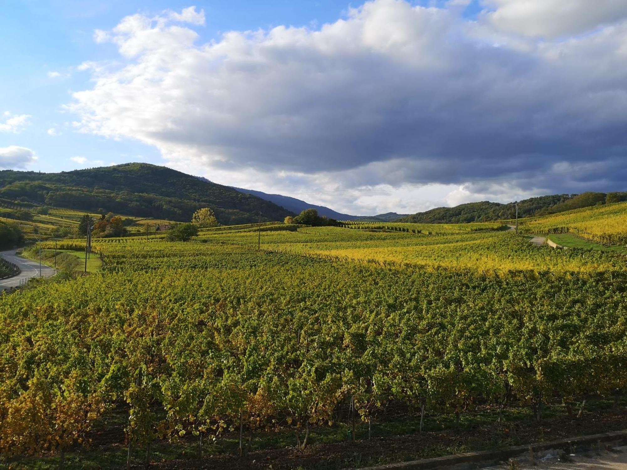Cocon De Caractere Au Coeur Des Vignes Alsaciennes Daire Bergheim Dış mekan fotoğraf